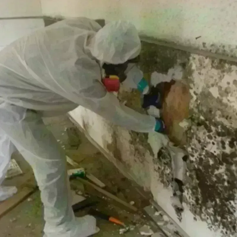 Mold Remediation and Removal in Mansfield Center, MA